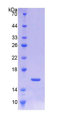 SDS-PAGE
